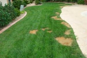 Bedford sprinkler repair service needed for damaged lawn